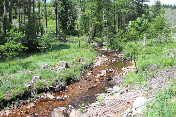 istock National Park  Hunsrueck-Hochwald 2152214969