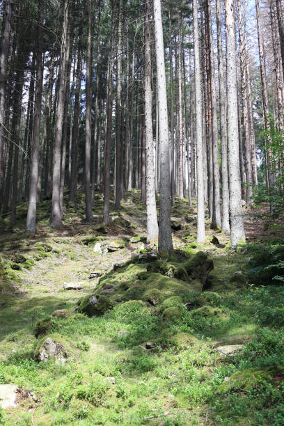 istock National Park  Hunsrueck-Hochwald 2152215063