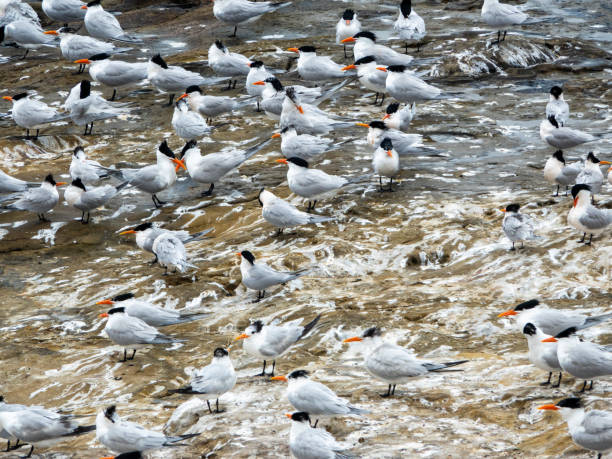 Royal tern colony of rocks.