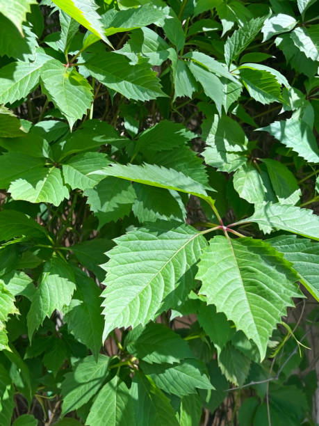 istock green leaves of decorative grape 2152215279
