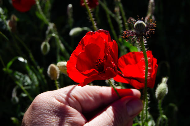 istock Hand picking up a red poppy in the field, in spring time. 2152215387