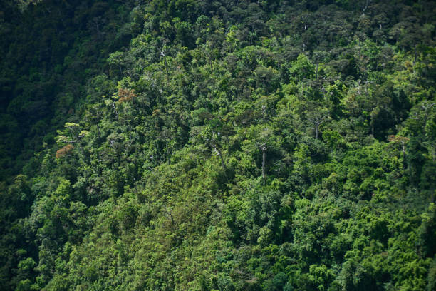 istock Black River Gorges Park, the remaining ancient forest with rare species in Mauritius 2152215733