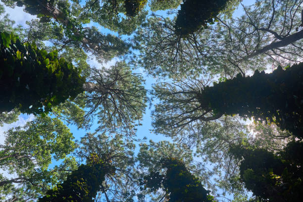istock Bottom view of tall old trees in evergreen forest in Mauritius 2152215770