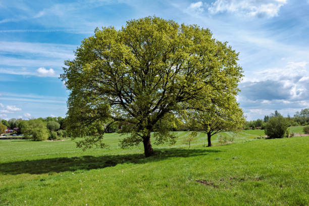istock Oak tree in springtime growing in a green field with blue sky in England 2152217438