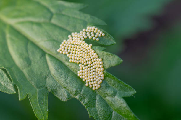 The potential for life on a small leaf in the garden. A mass of tiny white butterfly or moth eggs on a green leaf. egg to caterpillar stock pictures, royalty-free photos & images