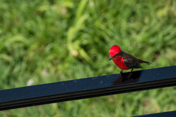 Little red colombian bird (turtupilin) on a black metal surface with green grass at background