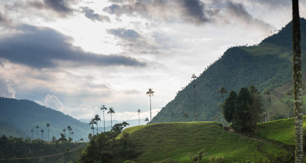 istock Colombian landscape mountains with palms 2152220419