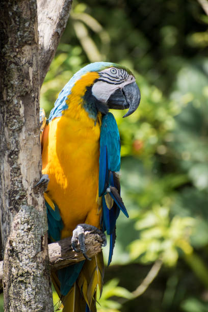 istock Yellow wild macaw standing on a branch 2152220435