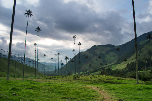 istock Colombian landscape mountains with palms 2152220446