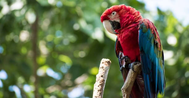 istock Red wild macaw with blue wings 2152220460
