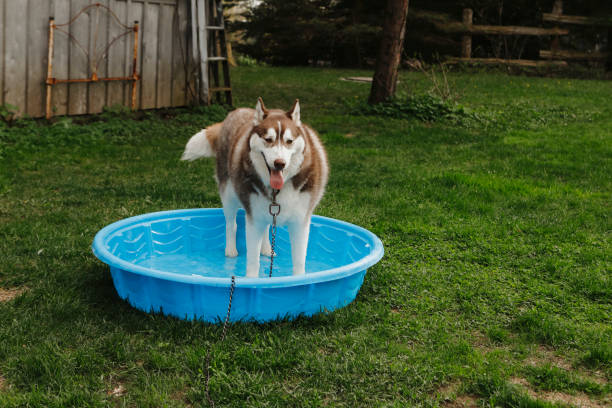 istock Husky in the Garden 2152221846