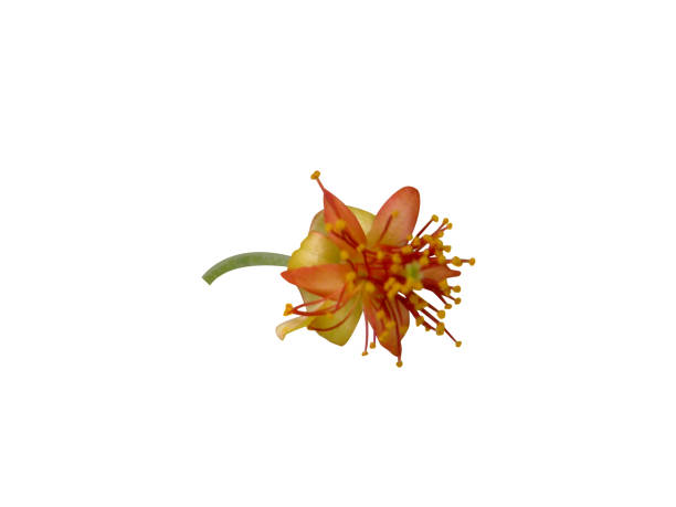 istock Grewia asiatica or phalsa 2152223912