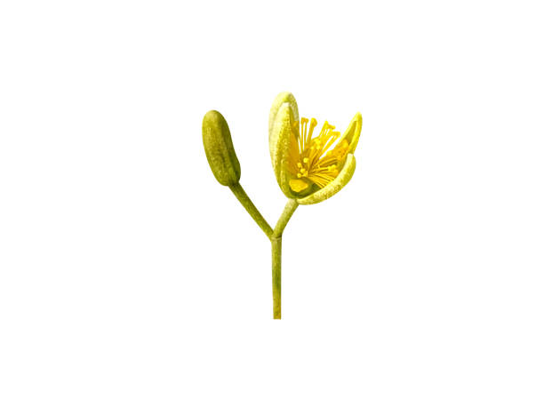 istock Grewia asiatica or phalsa 2152223922