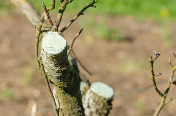 Pruned pear tree branch with antifungal paste. Agriculture. Copy space.