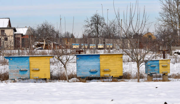 Amateur apiary in the village near the house