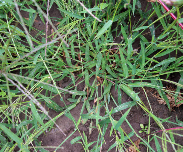 istock In the field, like a weed, grows Digitaria sanguinalis 2152228018