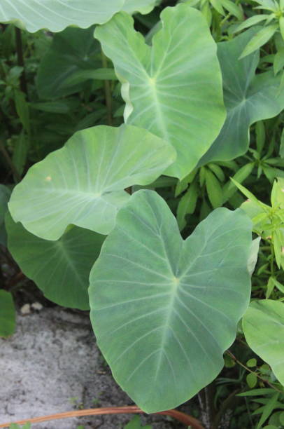 istock Taro is typical of tropical regions 2152228962