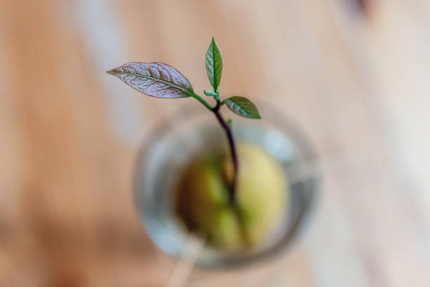 new born tree