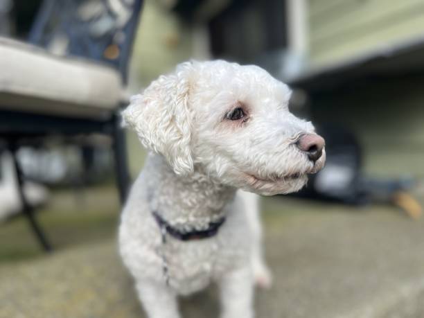 istock Bichon Frise On Porch 2152231040
