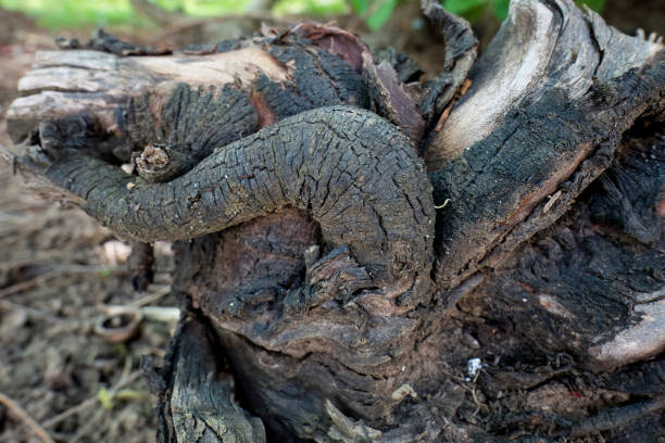 Tree roots and vines growing over a large rock with ivy leaves