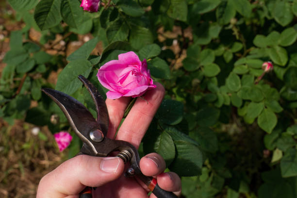 istock Gardener cuts the pink rose flower. 2152233413