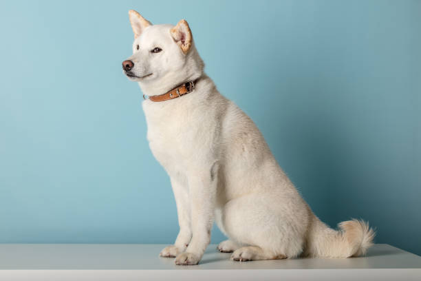 shiba 4,000+ White Shiba Inu Stock Photos, Pictures & Royalty-Free Images - iStock
