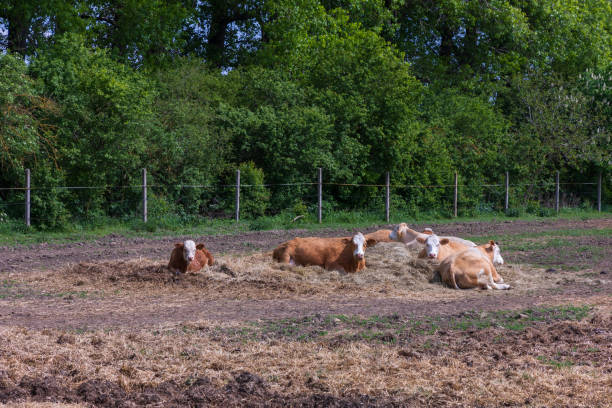 istock A farm where cows and a bull with a calf are free. 2152235335