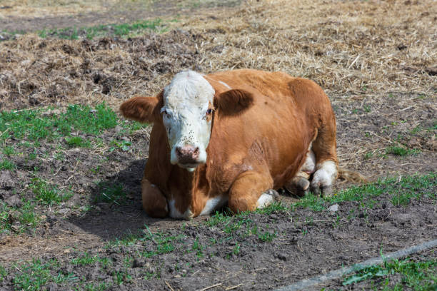 istock A farm where cows and a bull with a calf are free. 2152235336