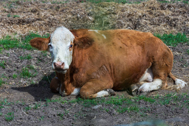 istock A farm where cows and a bull with a calf are free. 2152235389