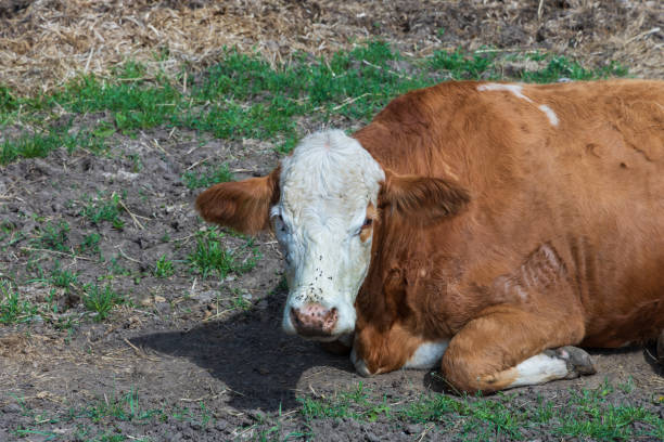 istock A farm where cows and a bull with a calf are free. 2152235391