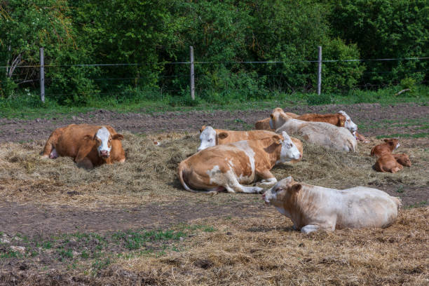 istock A farm where cows and a bull with a calf are free. 2152235408