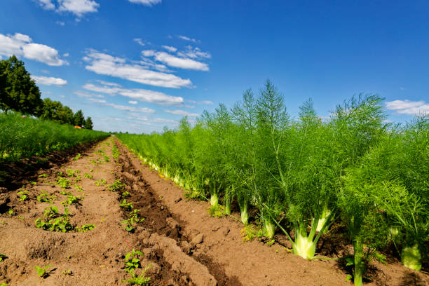 fennel bulbs on agricultural field