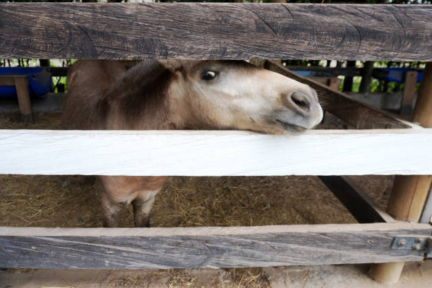 Pony sticking its head out through a fence on a stable.