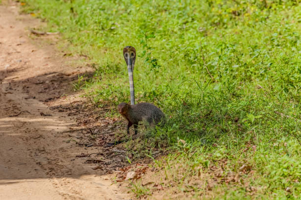mongoose fights with an aggressive cobra in the wild