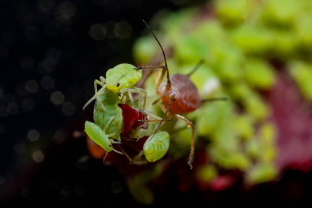 Wingless aphids colony on winter cereals in autumn. Important pests and disease vectors (BYDV) - causing by viruses .