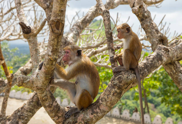 Macaque monkeys (old work monkey) seen at the top of the Sigiriya rock fortress in the Central Province of Sri Lanka Sigiriya is an ancient rock fortress located in the northern Matale District near the town of Dambulla in the Central Province, Sri Lanka monkeys at sigiriya sri lanka stock pictures, royalty-free photos & images