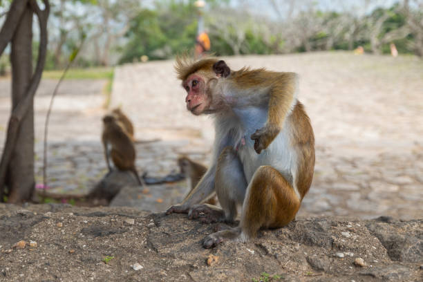 istock Views over Sigiriya, Dambulla in the Central Province, Sri Lanka 2152251276