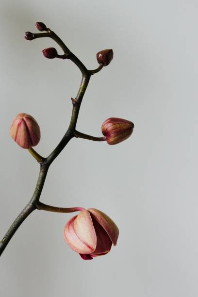 istock Dark Pink Orchid Buds Playfully Make Their Way Up Their Stalk 2152251431