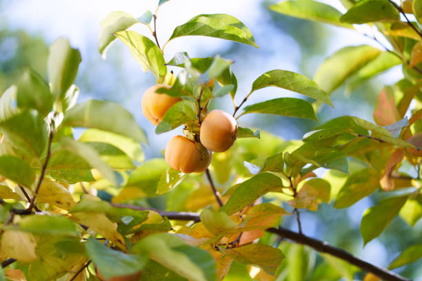 istock Orange persimmon hanging on green branches in sunlight 2152251540