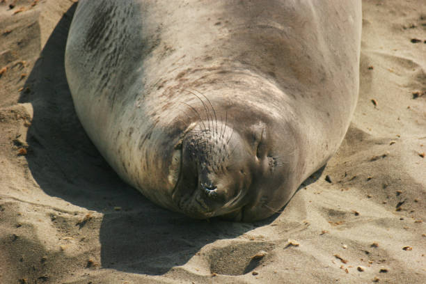 istock A close-up of a seal sleeping on a sandy beach in California 2152251837