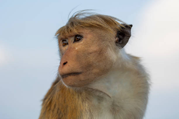 Close up face of a macaque monkeys (old work monkey) seen at the top of the Sigiriya rock fortress in the Central Province of Sri Lanka Sigiriya is an ancient rock fortress located in the northern Matale District near the town of Dambulla in the Central Province, Sri Lanka monkeys at sigiriya sri lanka stock pictures, royalty-free photos & images