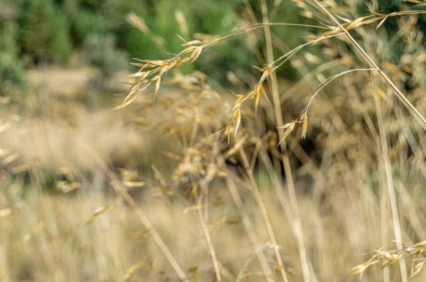 Natural background of dry grass in the field