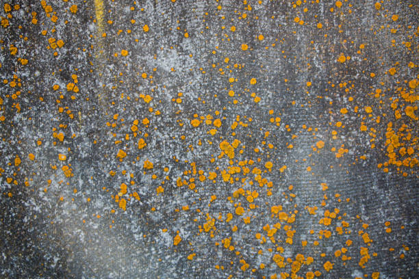 old concrete wall covered with moss and mold, natural background