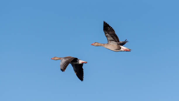 istock couple of geese 2152255030
