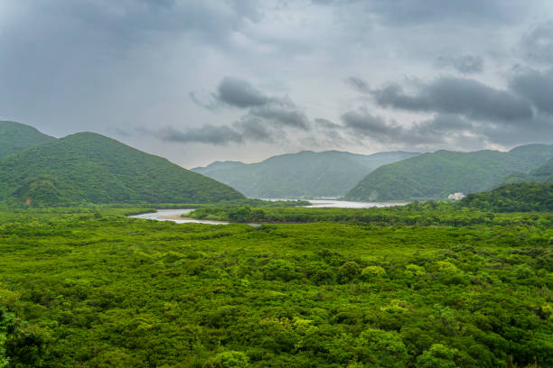 Amami Oshima Sumiyo Mangrove Virgin Forest