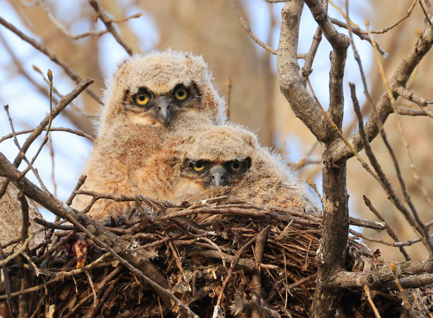 istock Great-horned Owl babies in the nest, Quebec, Canada 2152257508