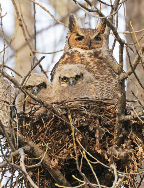 istock Great-horned Owl and his babies in the forest, Quebec, Canada 2152257526