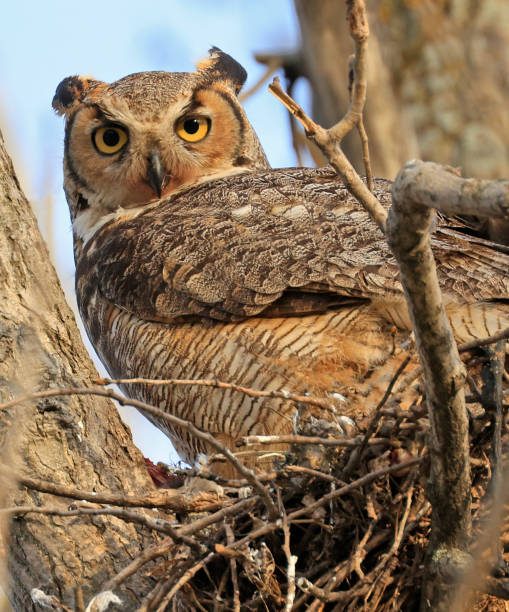 istock Great-horned Owl in the nest, Quebec, Canada 2152257532