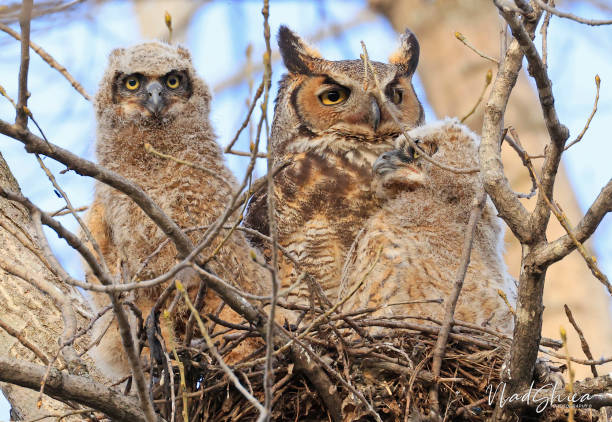 istock Great-horned Owl and his babies in the forest, Quebec, Canada 2152257539