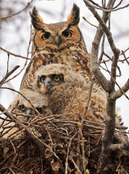 istock Great-horned Owl and his babies in the forest, Quebec, Canada 2152257542